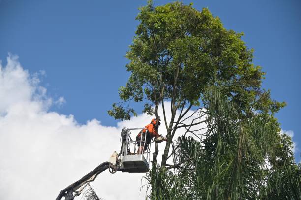 How Our Tree Care Process Works  in  South Russell, OH